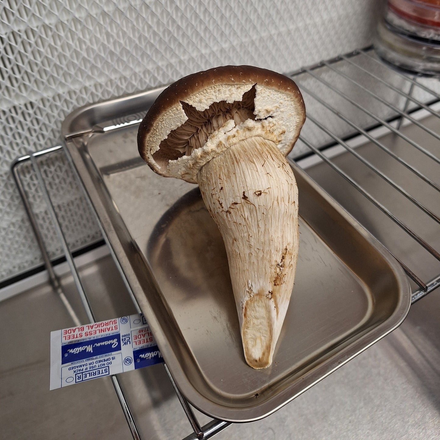 Native Cyclocybe aegerita - JCMPR029 (‘Primoppino’ Pioppino) Liquid Culture