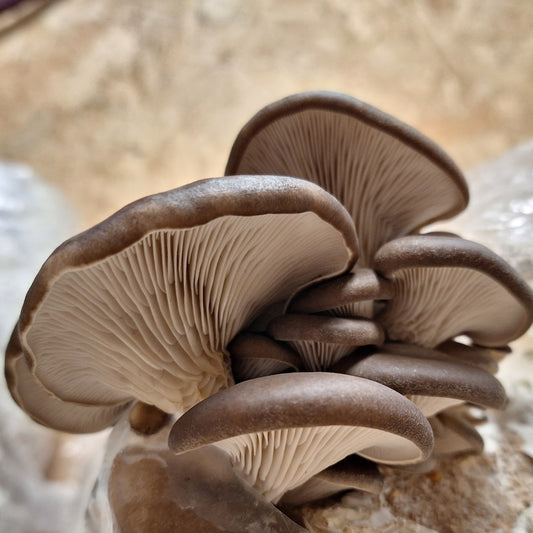 Native Pluerotus ostreatus - JCMB038 (BTB OYSTER) Liquid Culture