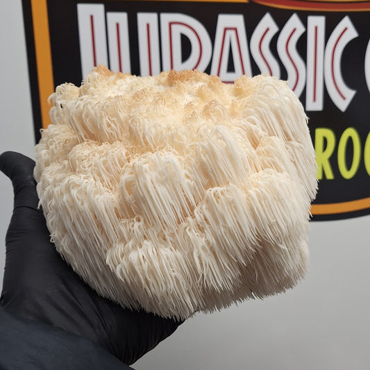 Lion’s Mane ‘LIONSPRIDE’ Colonised Grain Spawn (NON-NATIVE)