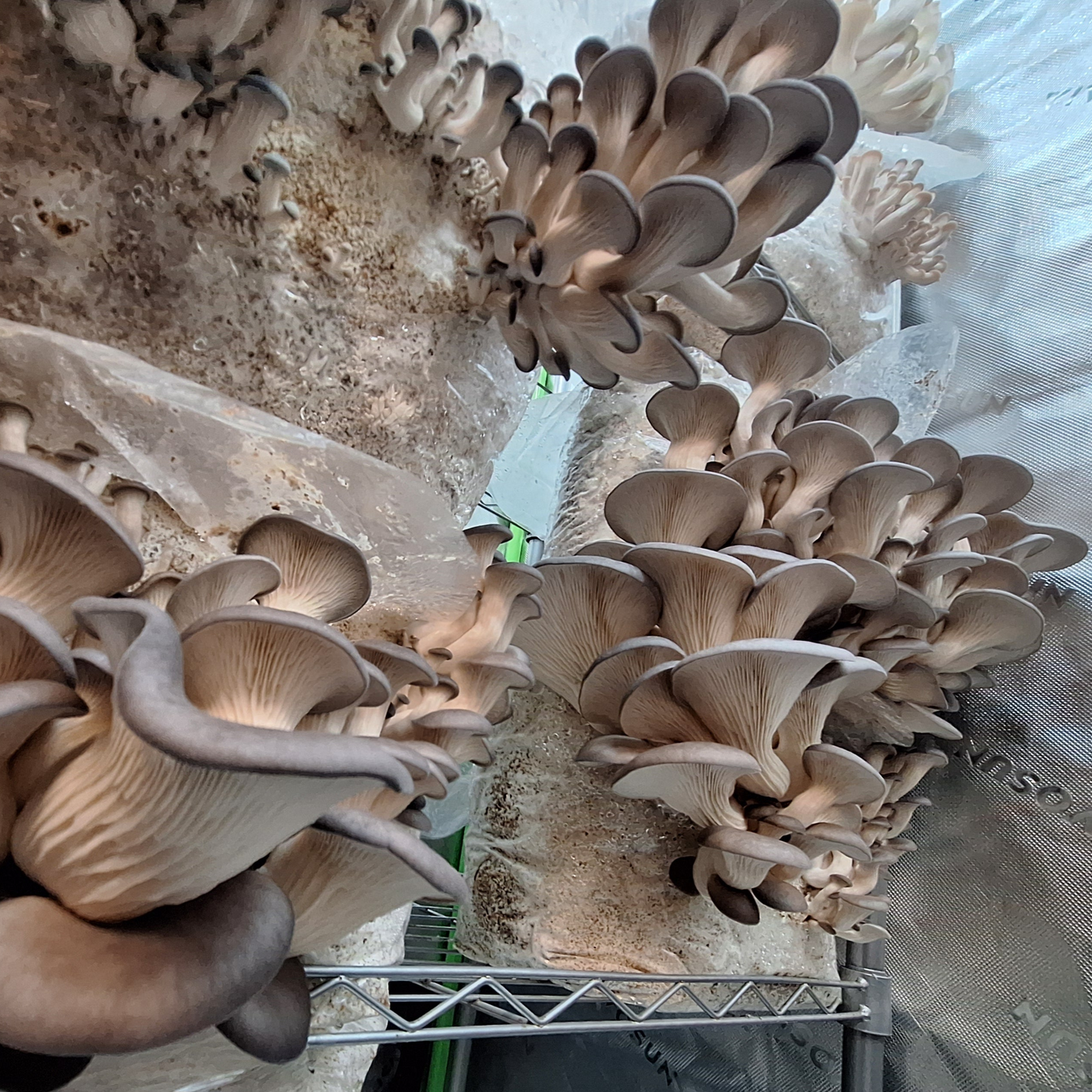 Commercial Fruiting Blocks