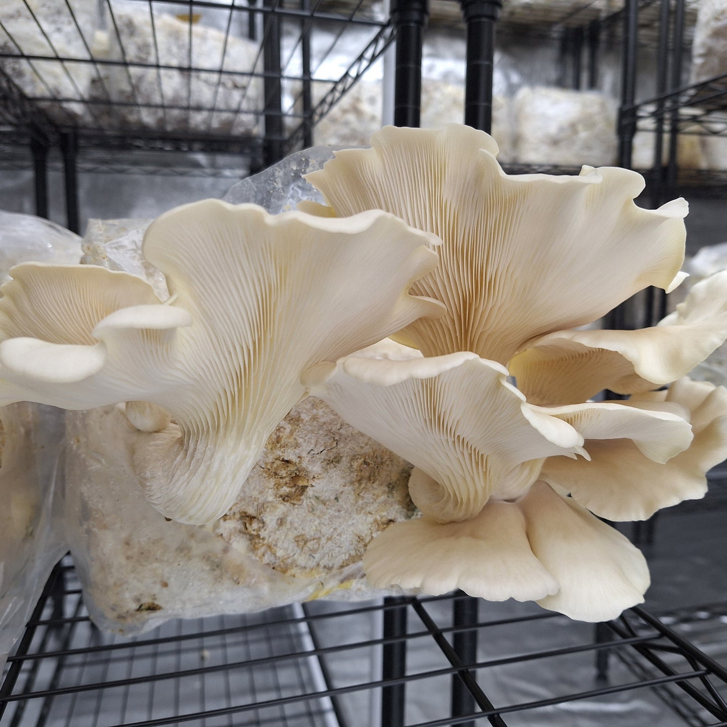 Commercial Fruiting Blocks