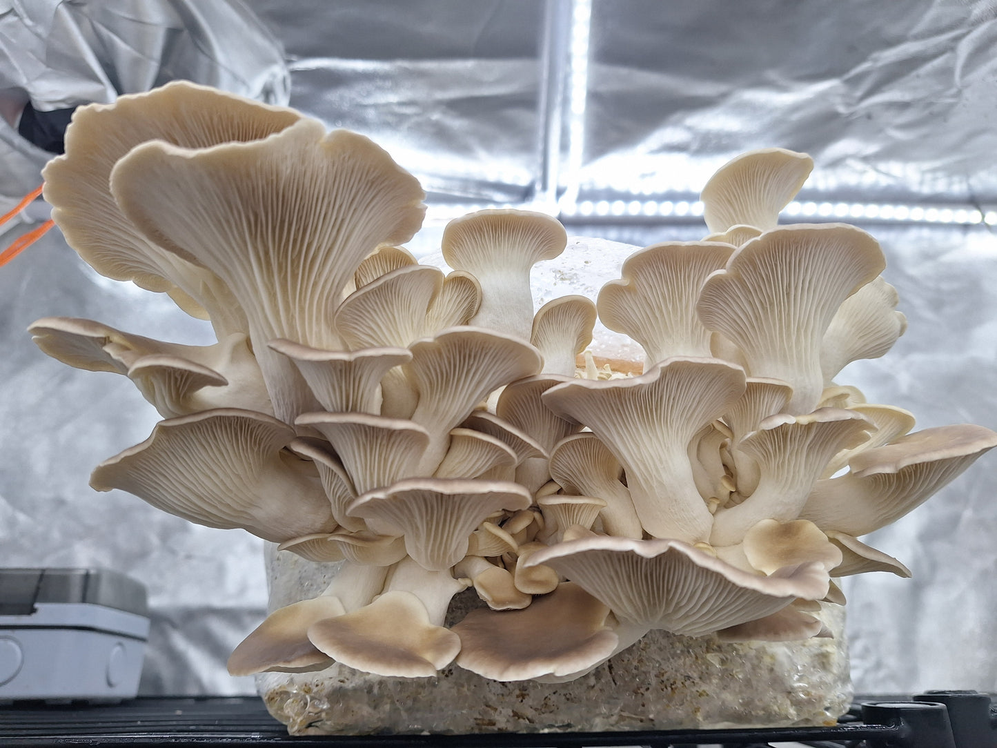 Pale Oyster Colonised Grain Spawn (NON-NATIVE)