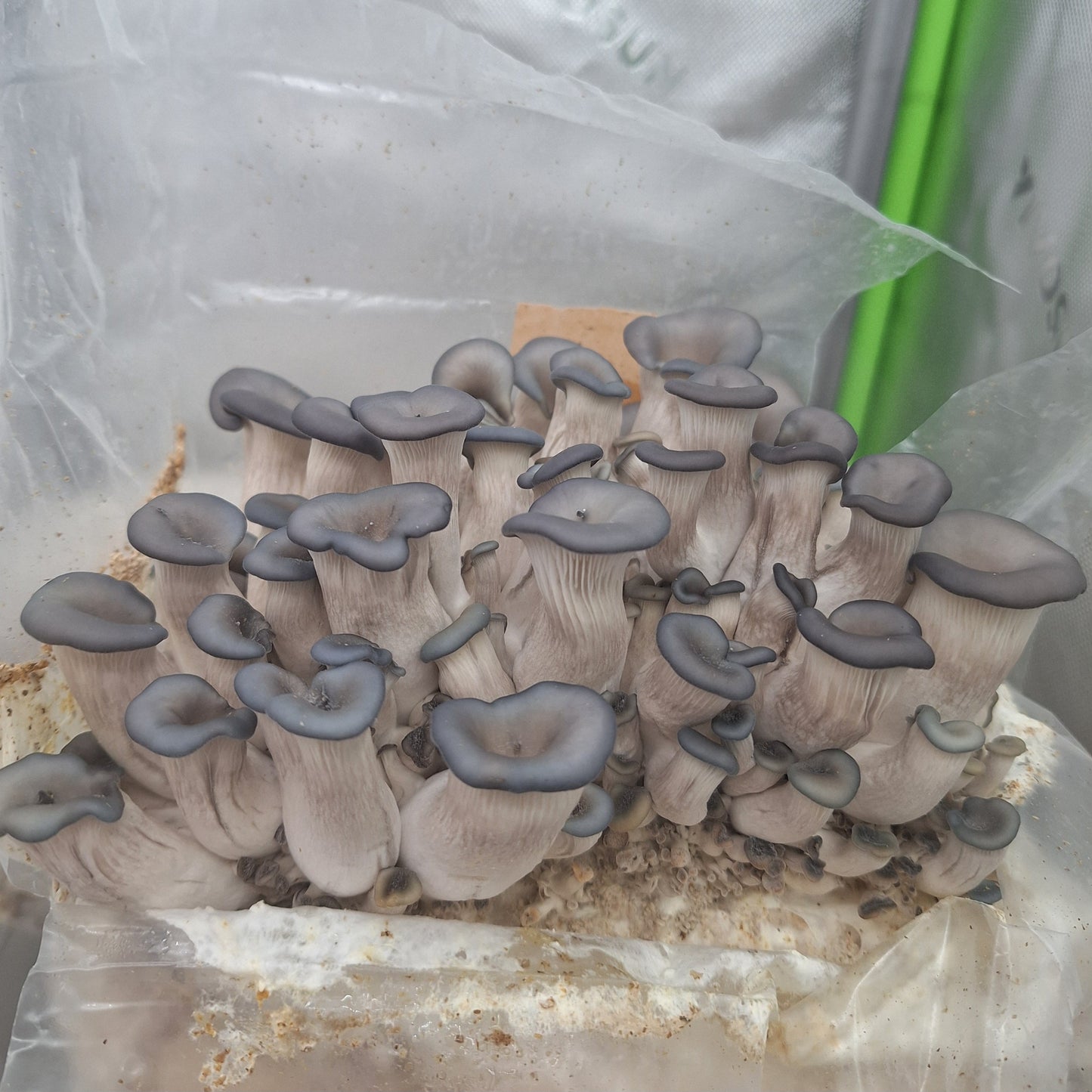 Grain Spawn 1kg-3kg