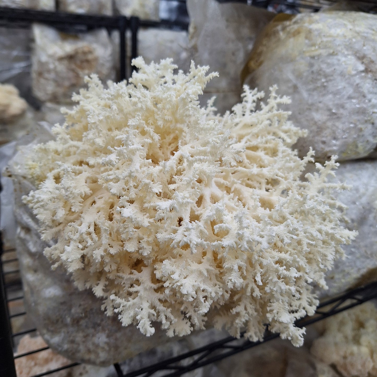 Native Hericium coralloides - JCMUP02 (Coral Tooth Fungus) Liquid Culture