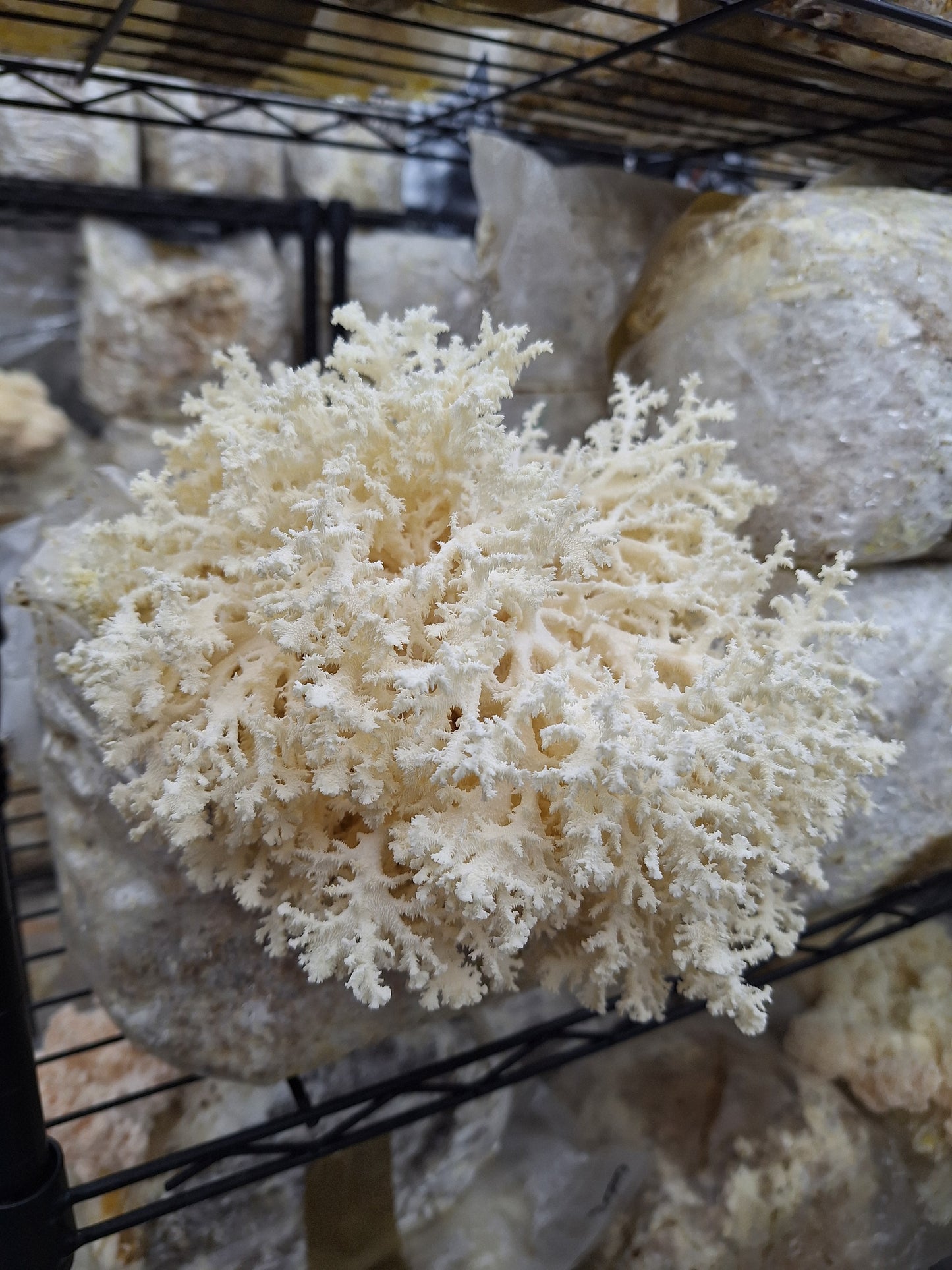 Native Gourmet Mushroom Grow Kit