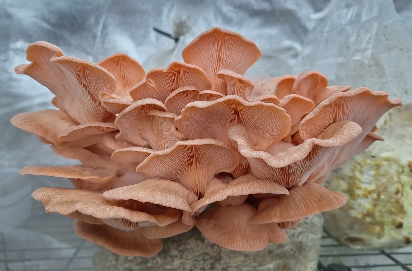 Pleurotus djamor - JCMP022 (Pink Oyster) Liquid Culture