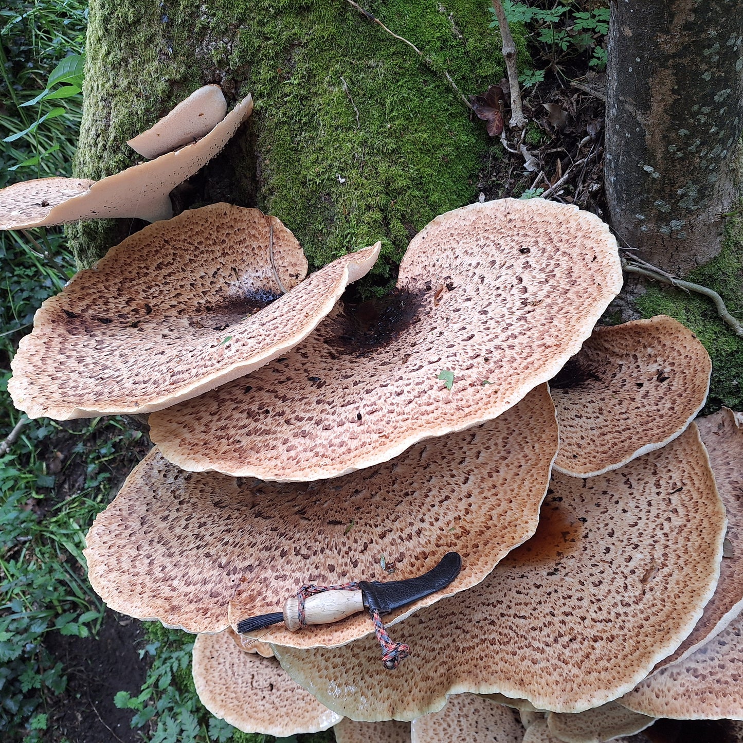 Native Cerioporus squamosus - JCMDS1 (Dryad’s Saddle) Liquid Culture