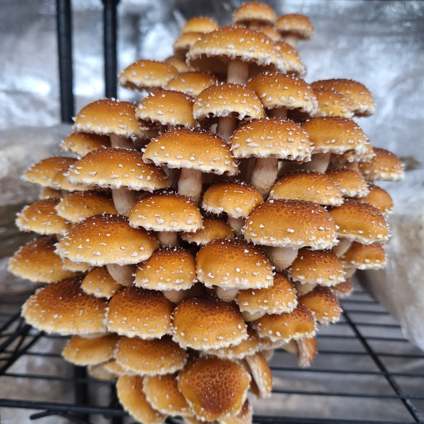 Grain Spawn 1kg-3kg