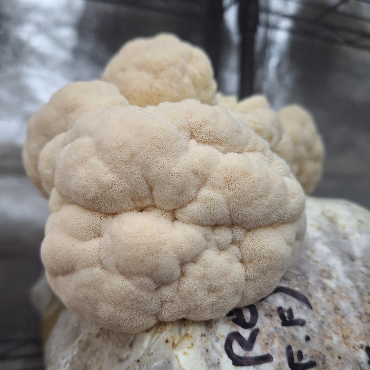 Native Hericium erinaceus - JCMOFF45 (Lions Mane) Liquid Culture