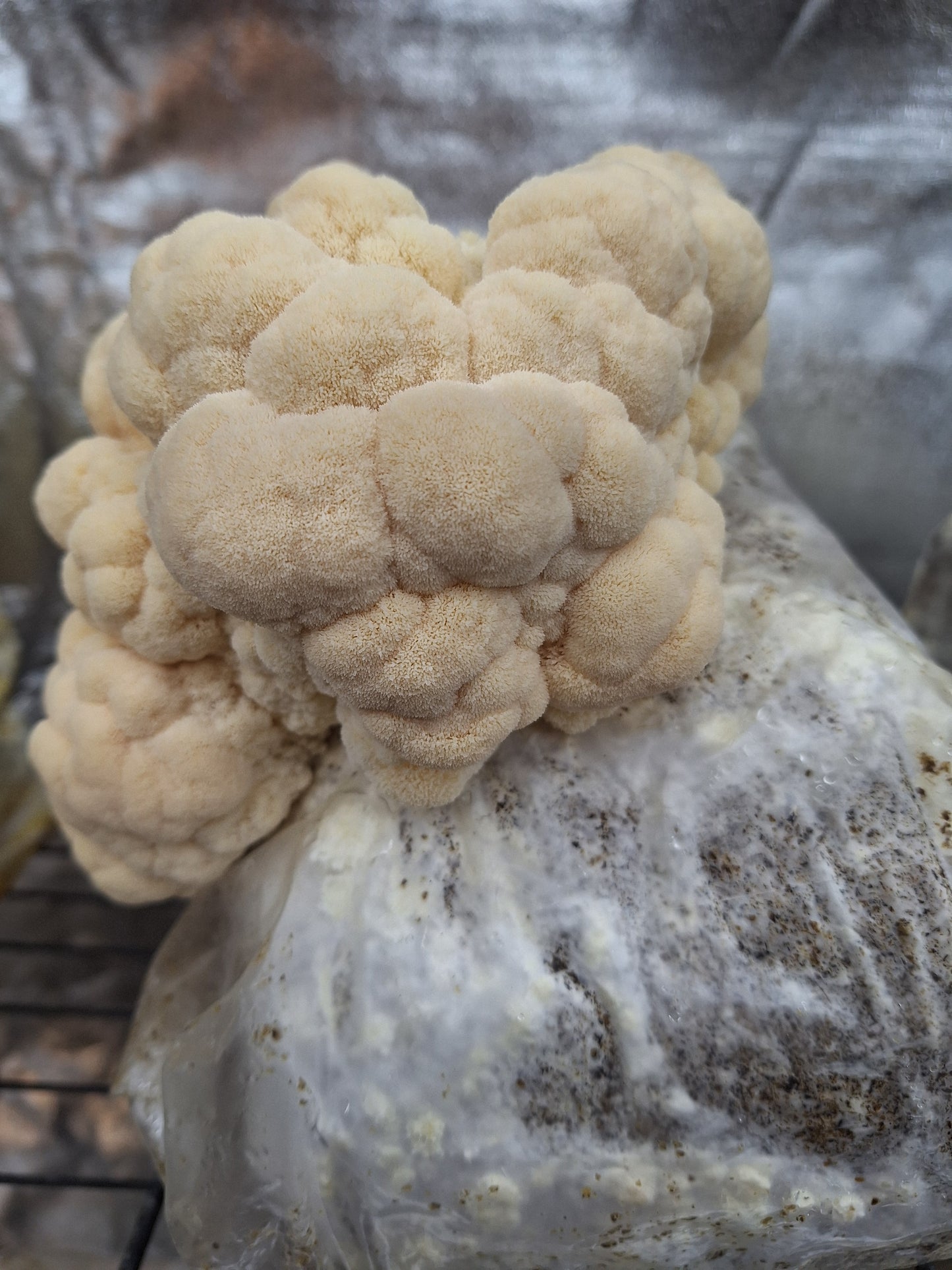 Native Gourmet Mushroom Grow Kit