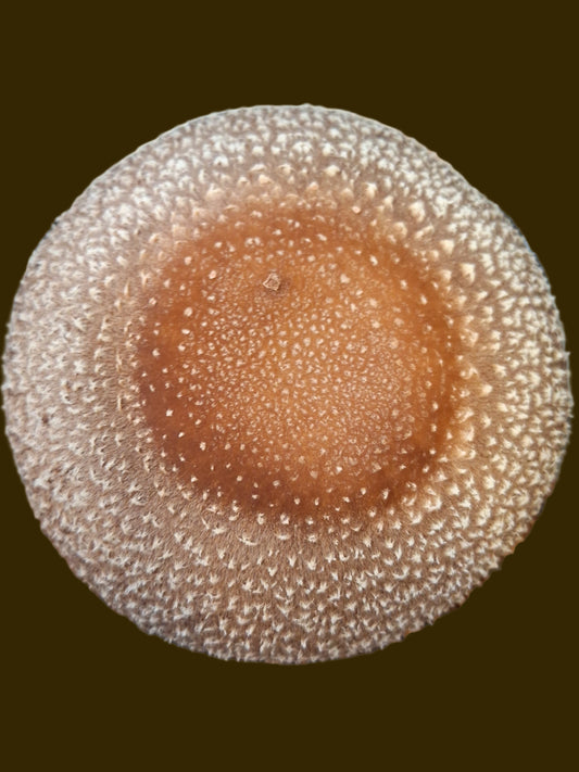 Lentinula edodes - JCMSH1T (Shiitake) Liquid Culture