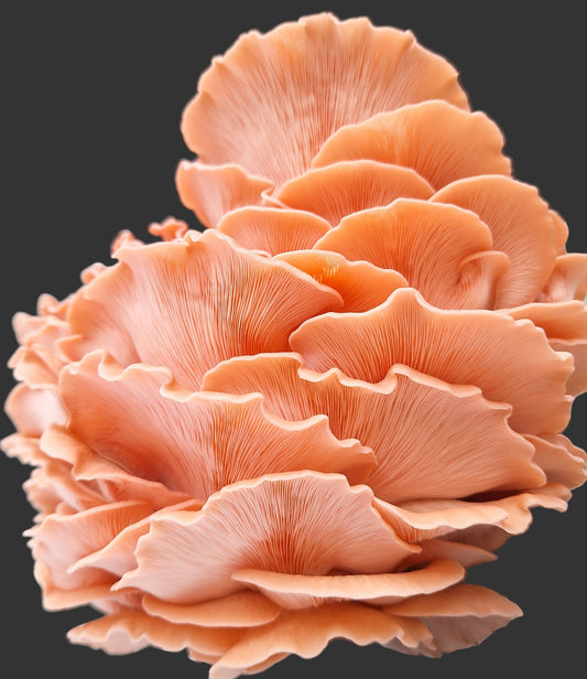 Pleurotus djamor - JCMP022 (Pink Oyster) Liquid Culture