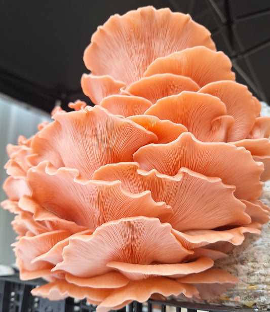Pink Oyster Colonised Grain Spawn (NON-NATIVE)