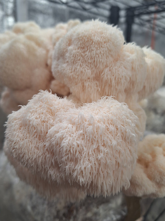 Hericium erinaceous - JCMHTL (Heat Tolerant Lions Mane) Liquid Culture
