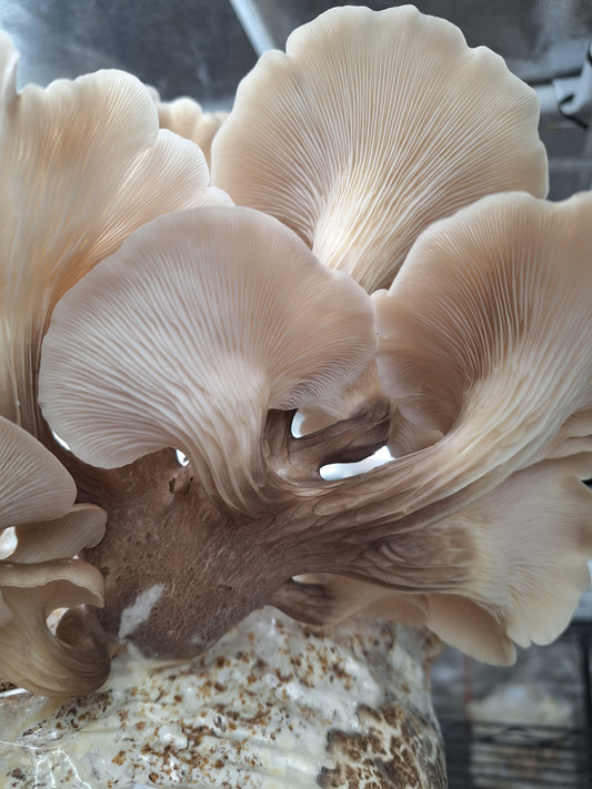 Native Pluerotus euosmus - JCMT55 (Tarragon Oyster) Liquid Culture