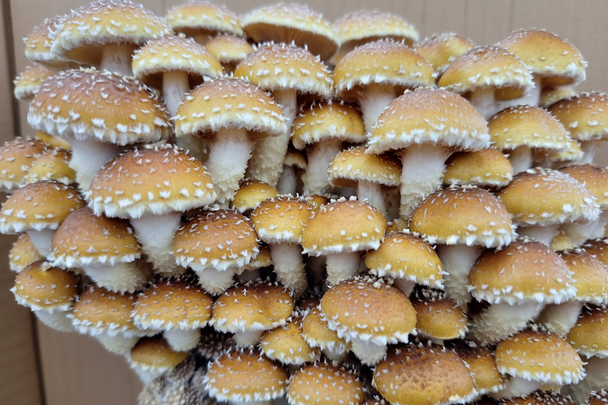 Speckled Chestnut Mushroom Growing Kit