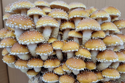 Speckled Chestnut Mushroom Growing Kit