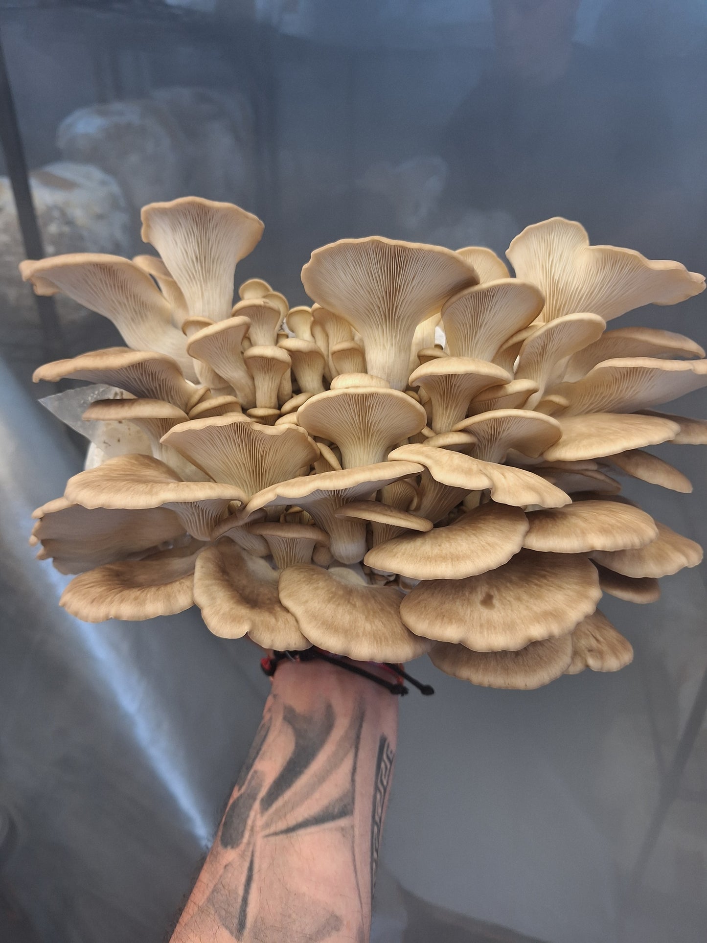 Native Gourmet Mushroom Grow Kit