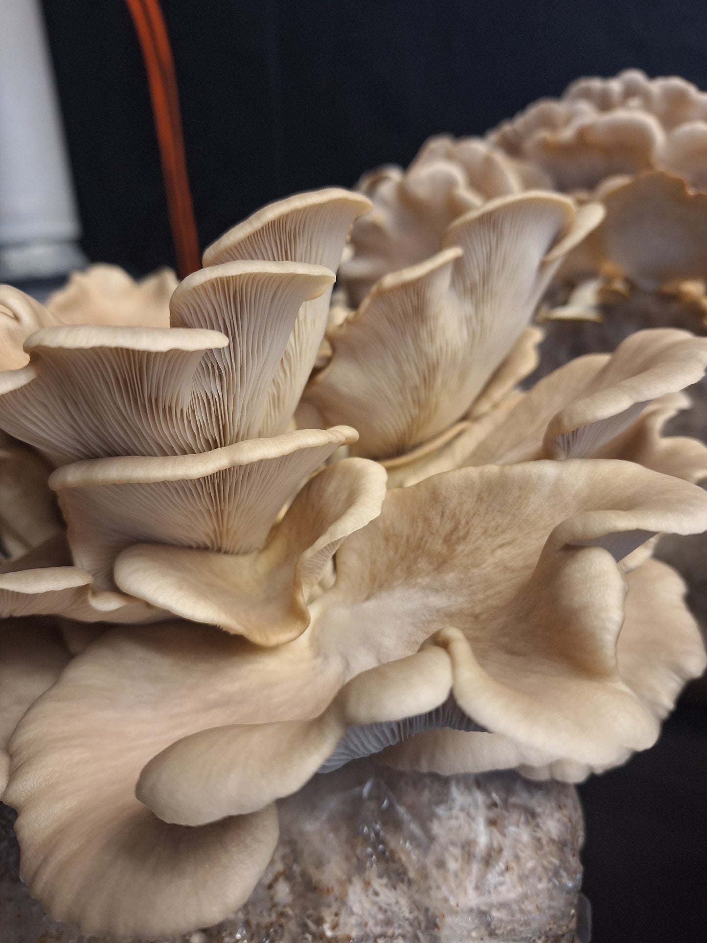Native Pluerotus ostreatus - JCMB038 (BTB OYSTER) Liquid Culture