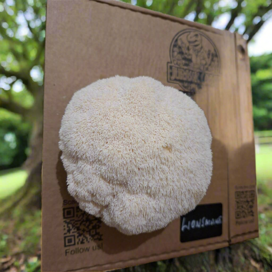 Lions Mane Grow Kit
