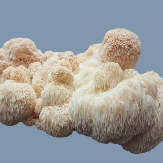 Hericium erinaceous - JCMLP022 (Lions mane) Liquid Culture