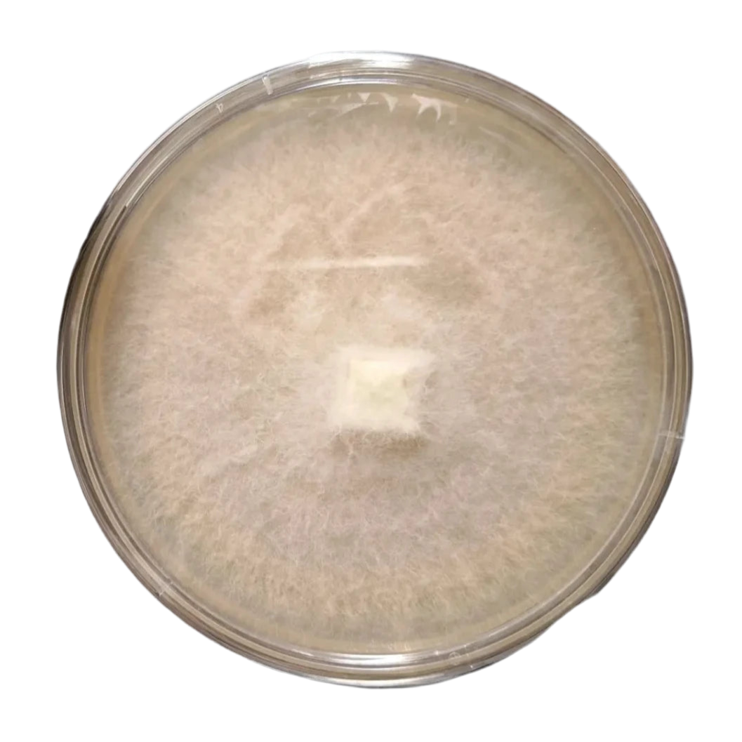 Hericium americanum - JCMBT47 (Bear’s Head Tooth) Liquid Culture