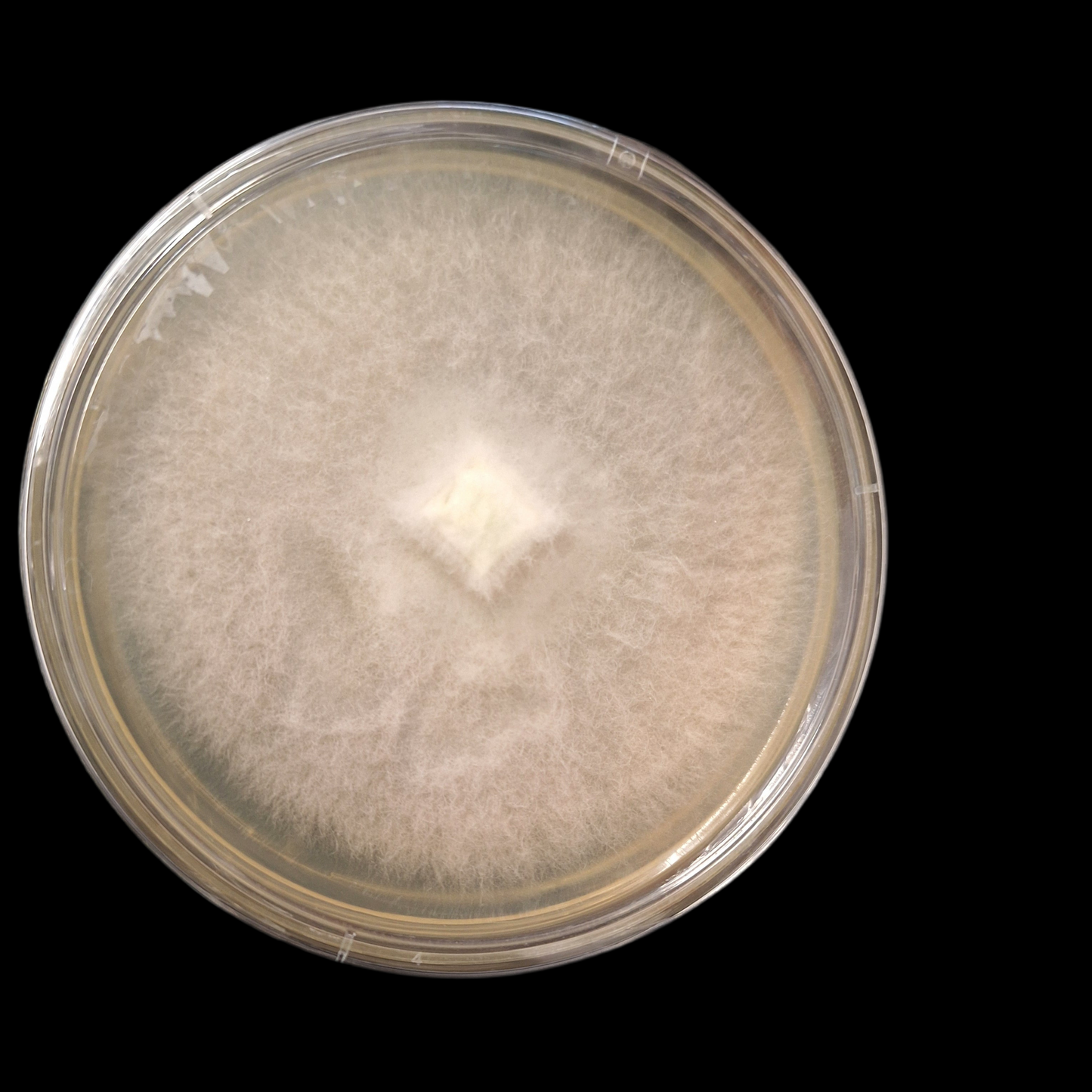 Colonised Agar Plates