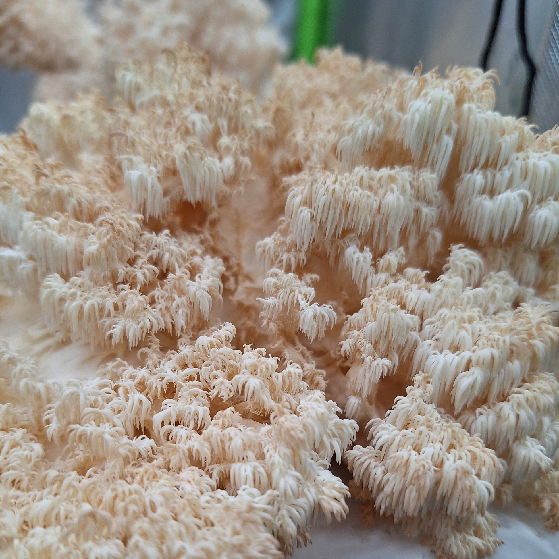 bears tooth liquid culture from Jurassic coast mushrooms
