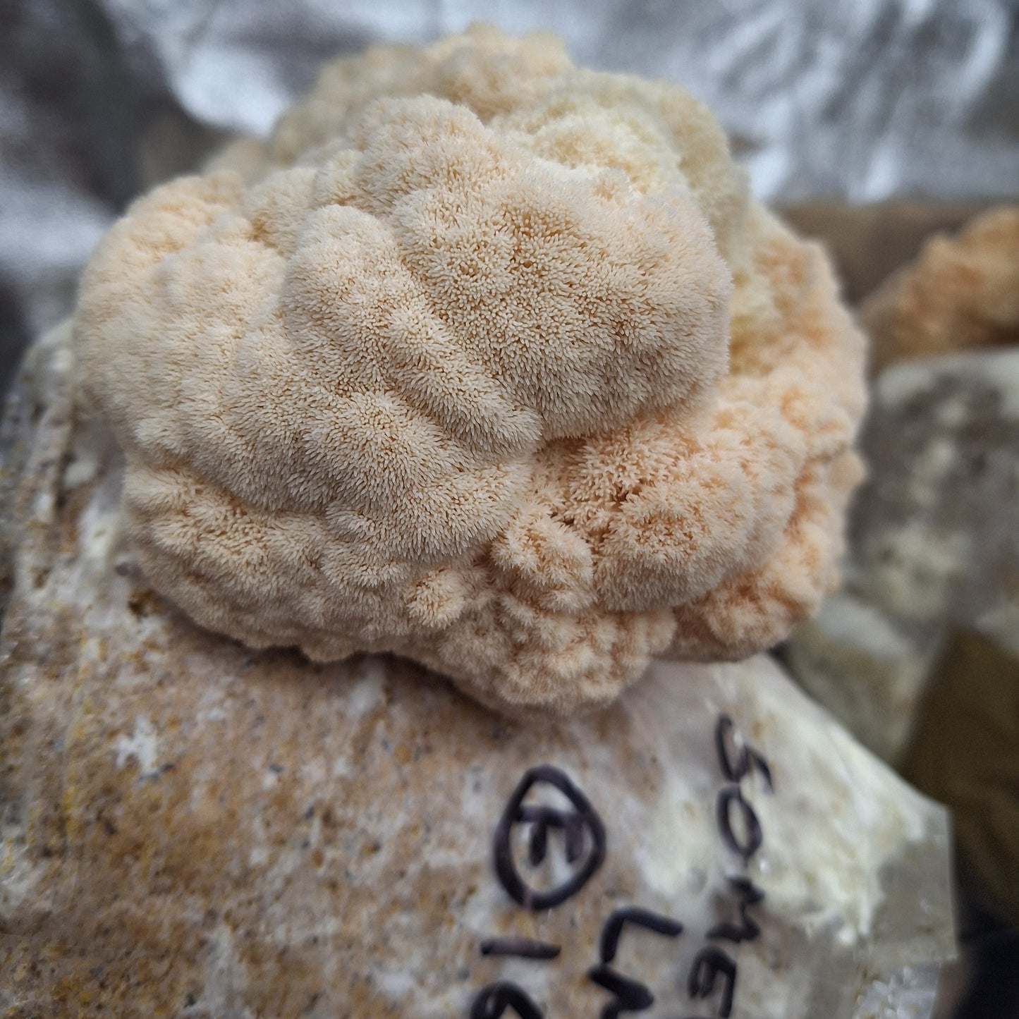 bristol lionsmane liquid culture from Jurassic coast mushrooms 