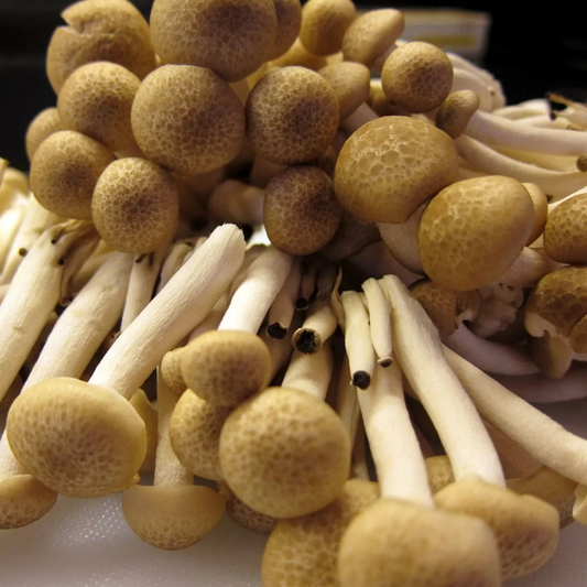 buna shimeji liquid culture from Jurassic coast mushrooms 