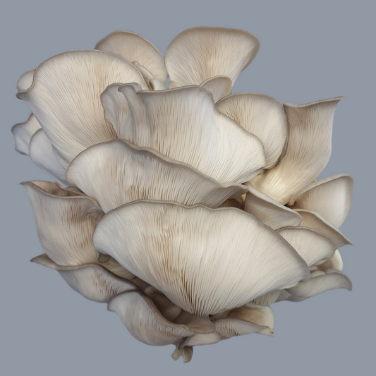 Pleurotus Hybrid - JCM026 (Blue Pearl King Oyster ‘BPKO’) Liquid Culture