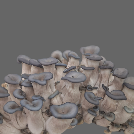 Pleurotus Hybrid - JCM028 (King Blue Oyster) Liquid Culture