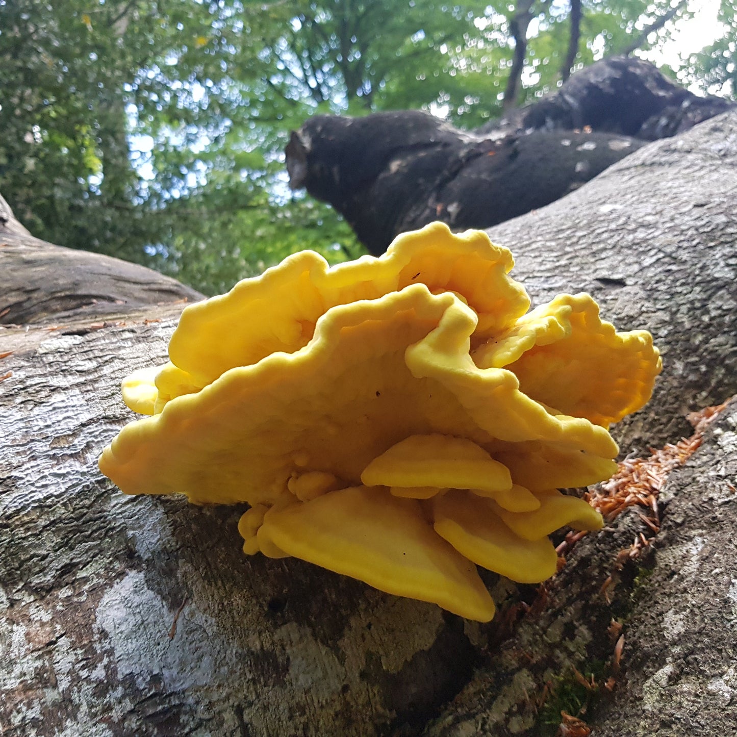 chicken of the woods liquid culture from Jurassic coast mushrooms 