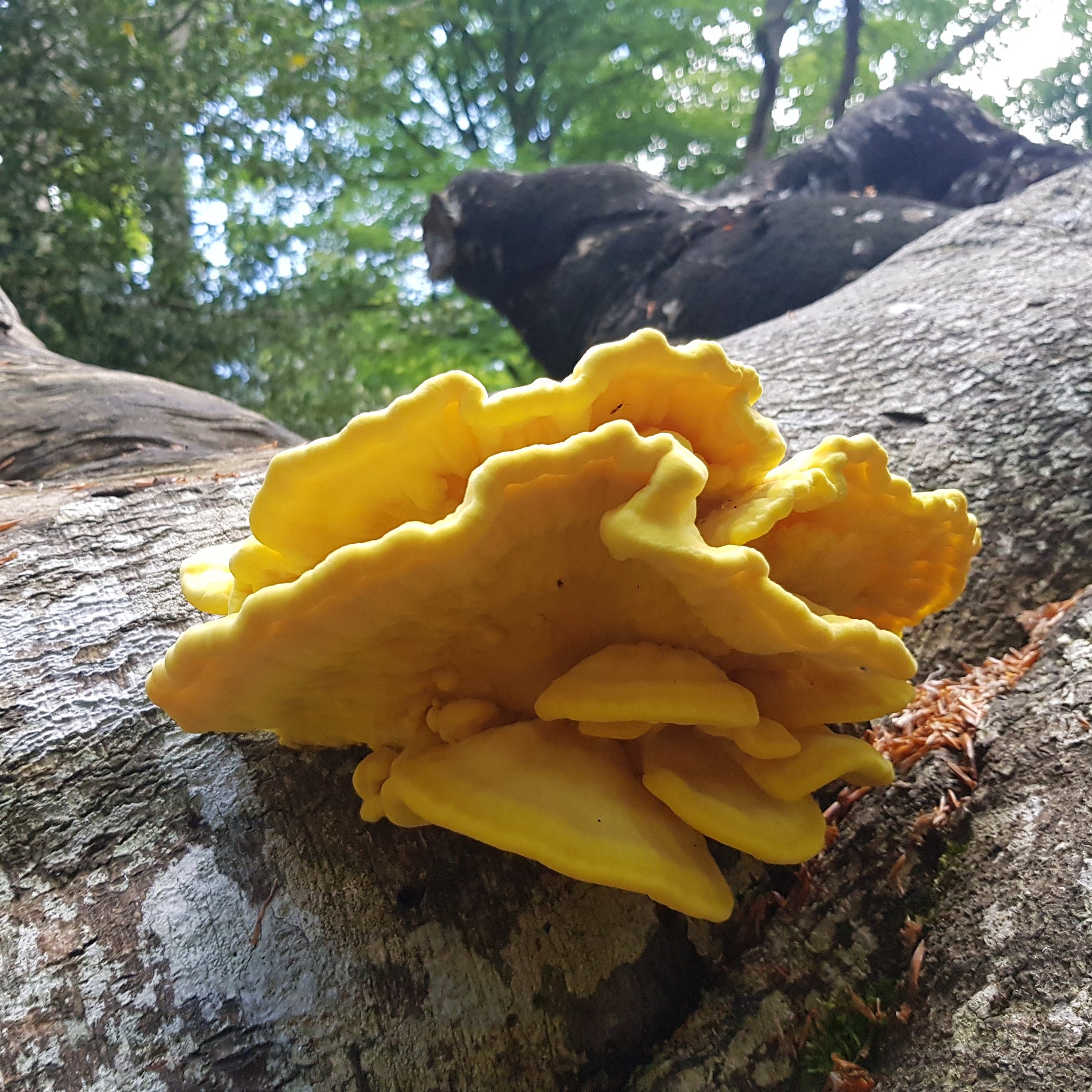 chicken of the woods liquid culture from Jurassic coast mushrooms 