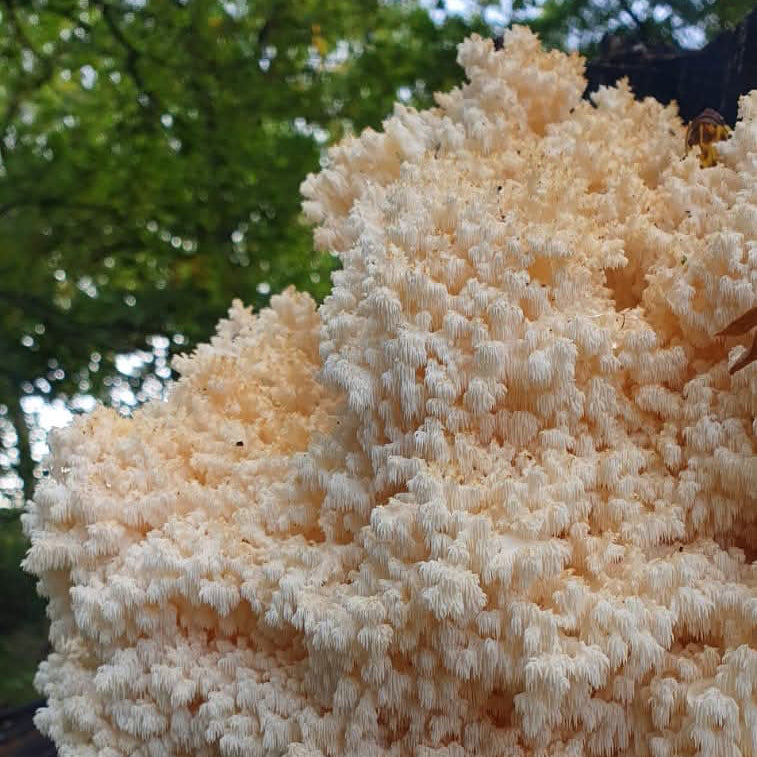 coral tooth native liquid culture from Jurassic coast mushrooms