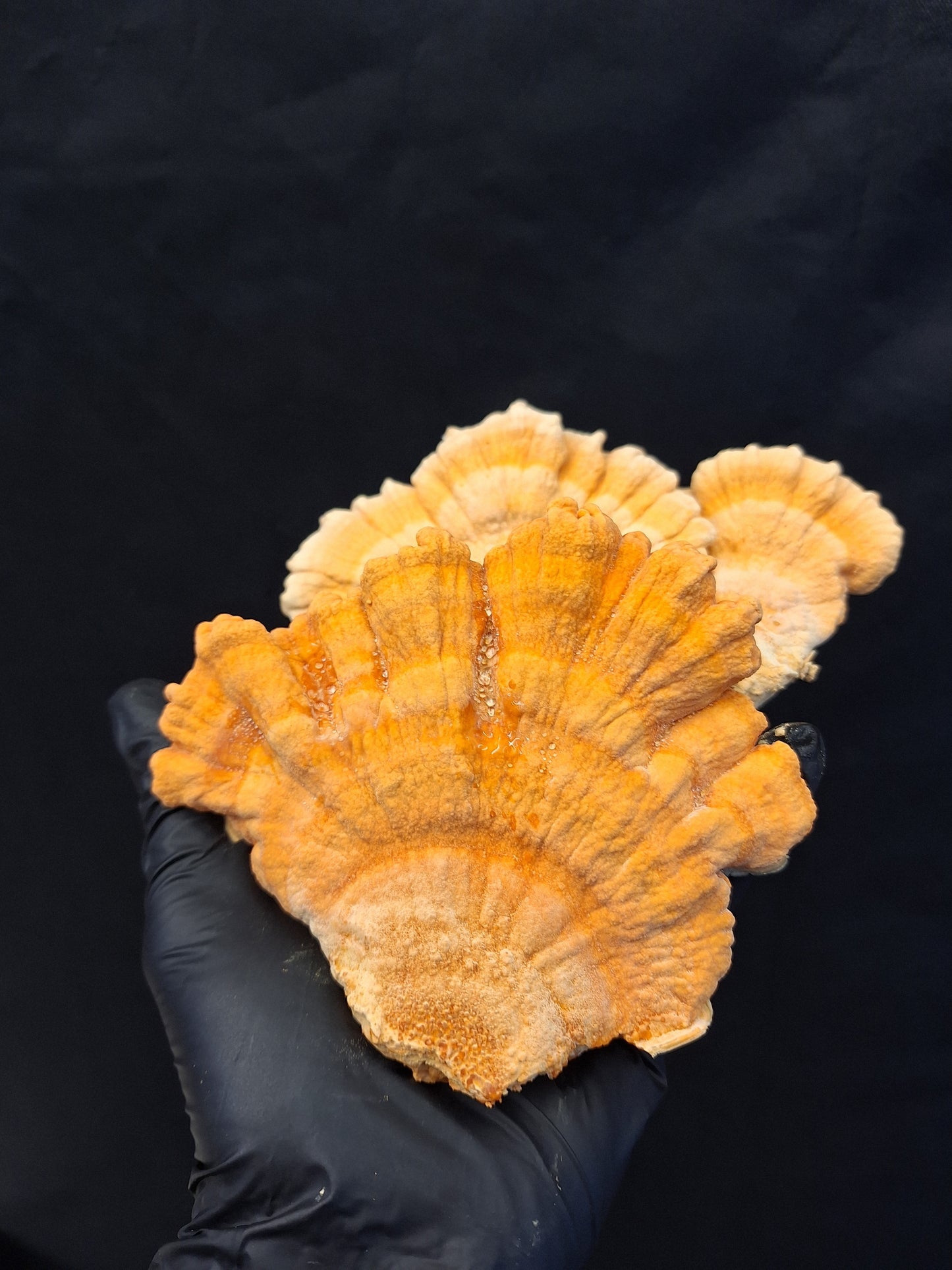 cultivated chicken of the woods from Jurassic coast mushrooms