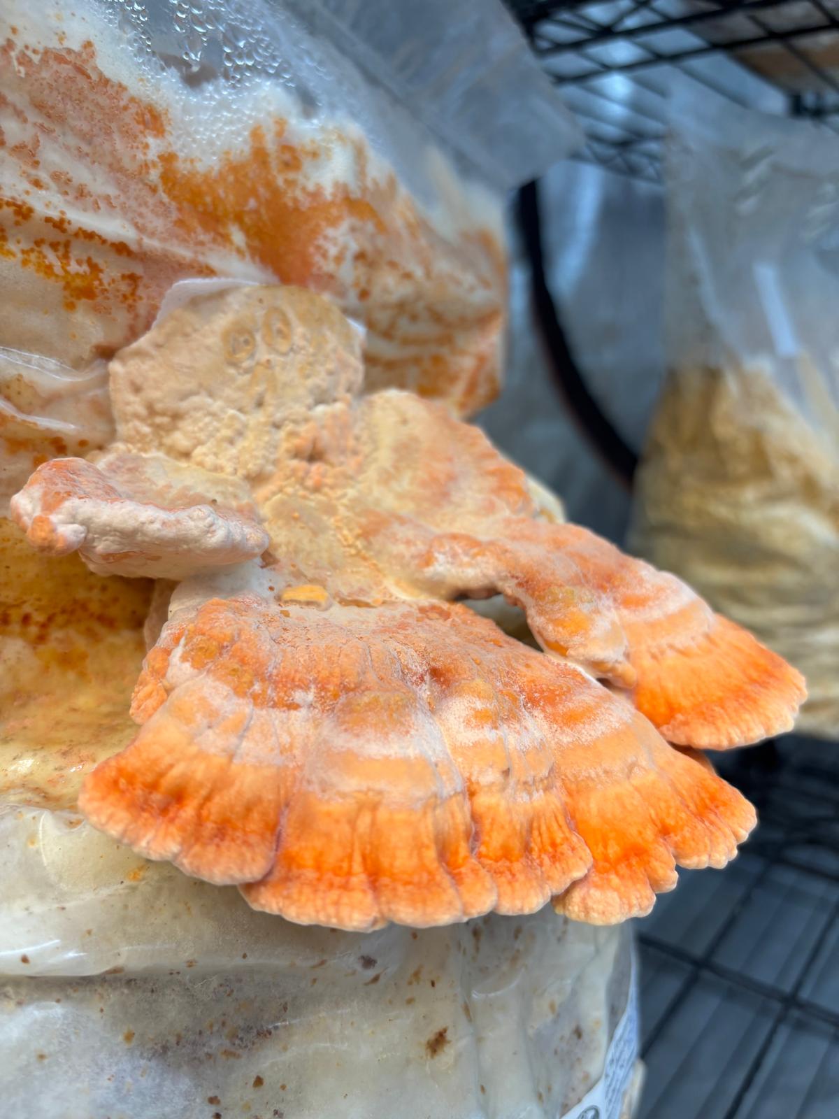 Native cotw cultivated from Jurassic coast mushrooms 