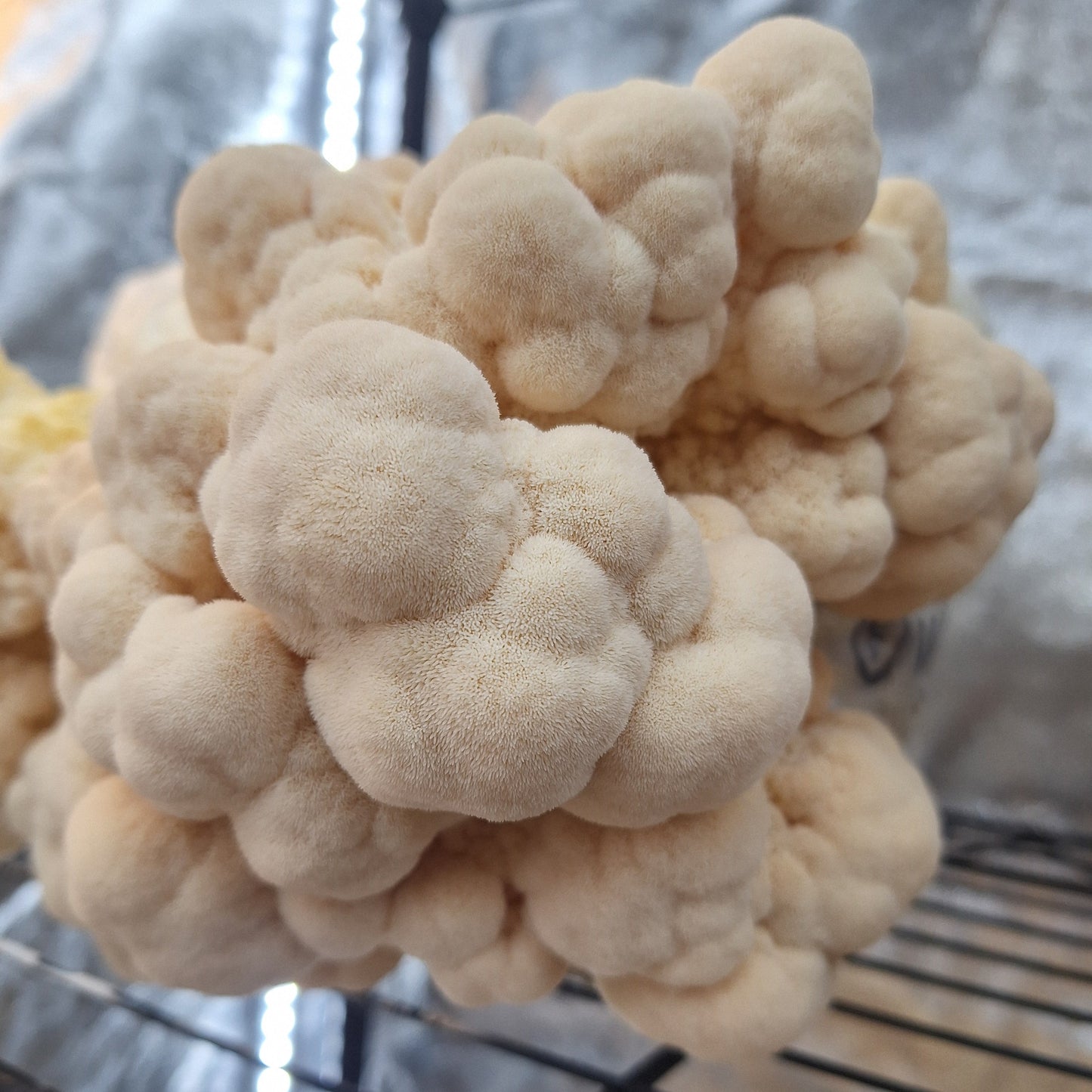 dorset lionsmane liquid culture from Jurassic coast mushrooms 