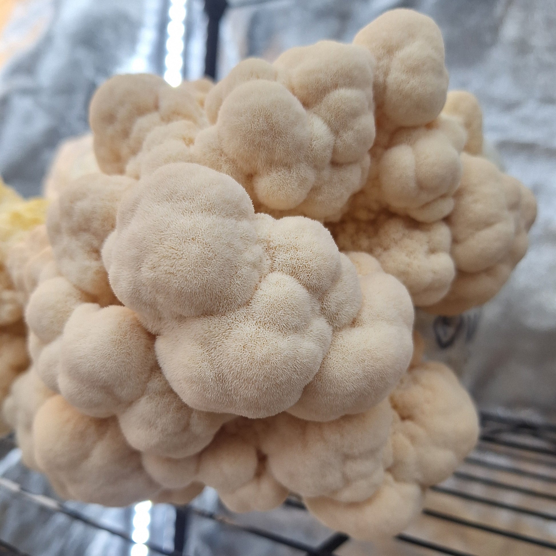dorset lionsmane liquid culture from Jurassic coast mushrooms 