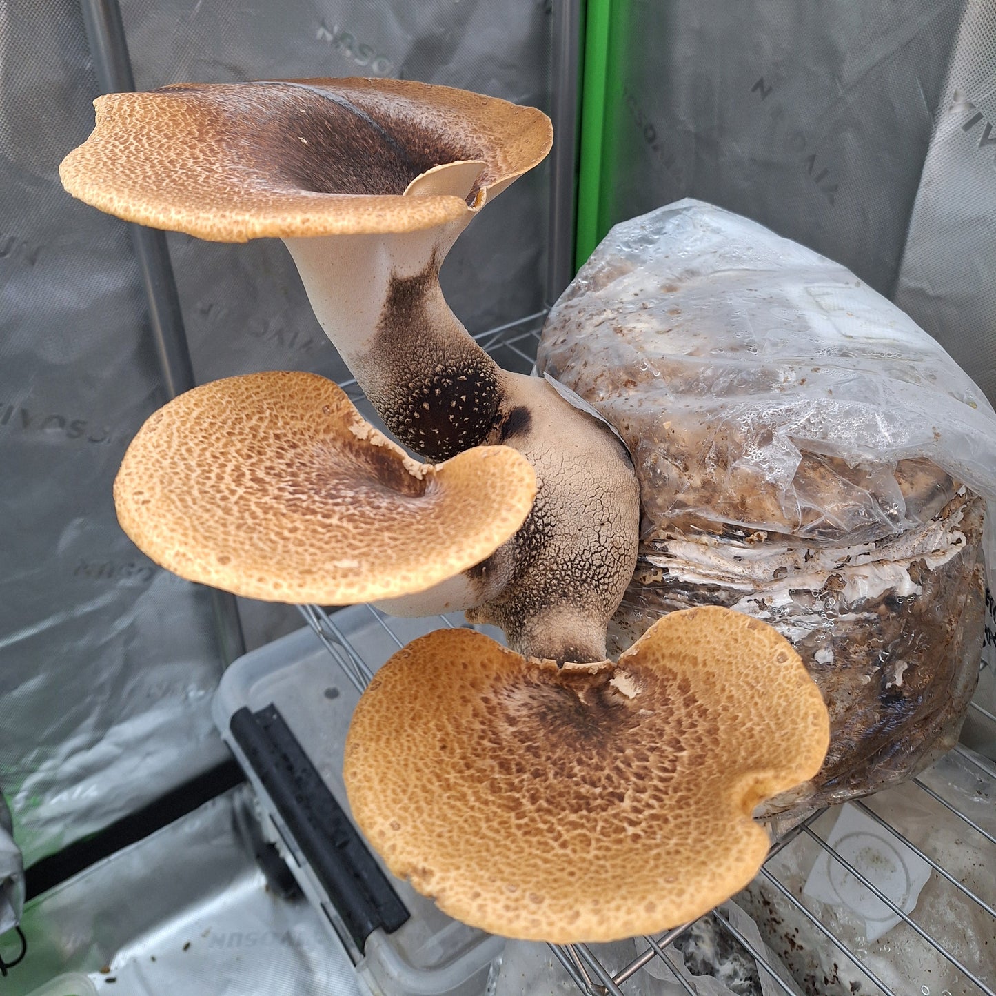 dryads saddle liquid culture from Jurassic coast mushrooms 