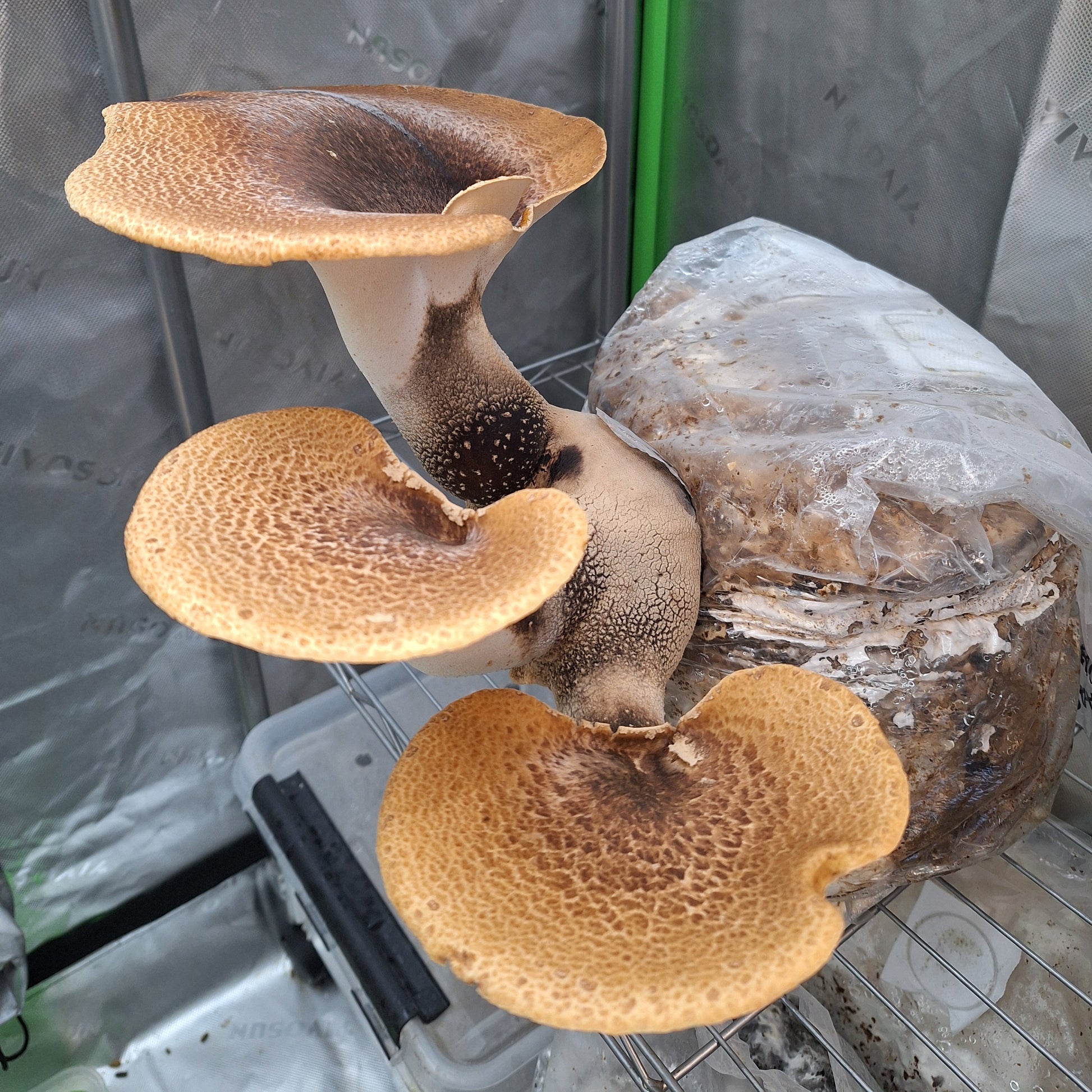 dryads saddle liquid culture from Jurassic coast mushrooms 