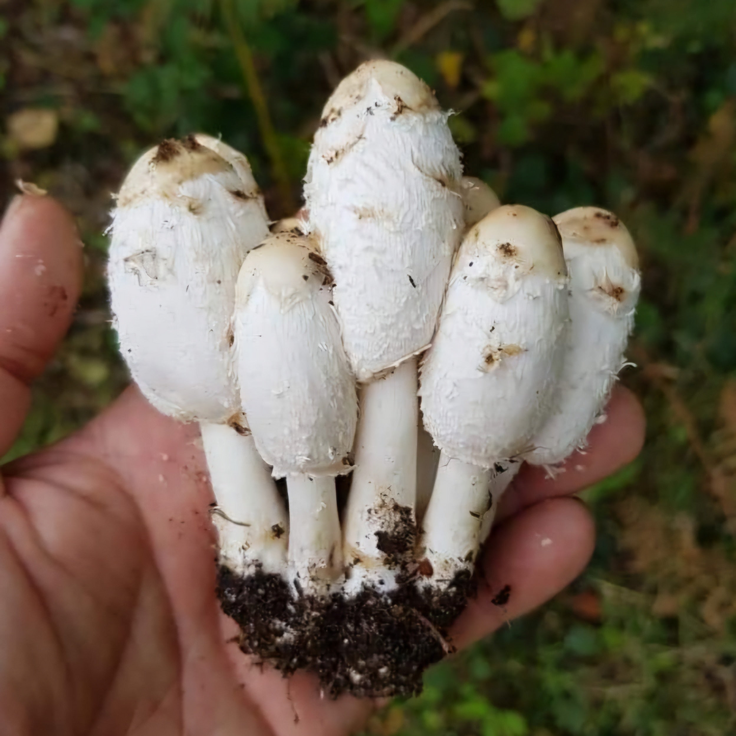 Native Coprinus comatus - JCM07 (Shaggy Inkcap) Liquid Culture