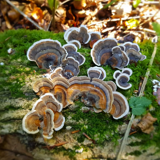 Native Trametes versicolor - JCMTT023 (Turkey Tails) Liquid Culture