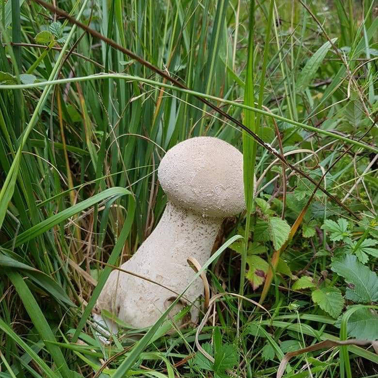 Native Lycoperdon excipuliforme - JCMPU5 (Pestle Puffball) Liquid Culture