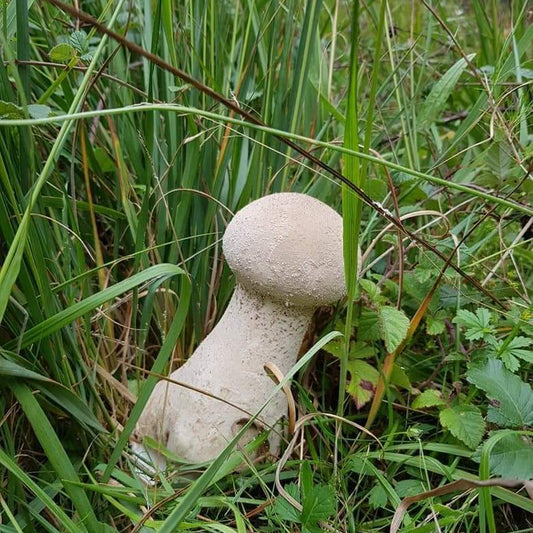 Native Lycoperdon excipuliforme - JCMPU5 (Pestle Puffball) Liquid Culture