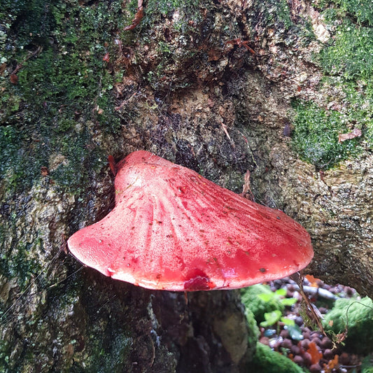 fistulina hepatica liquid culture from Jurassic coast mushrooms 