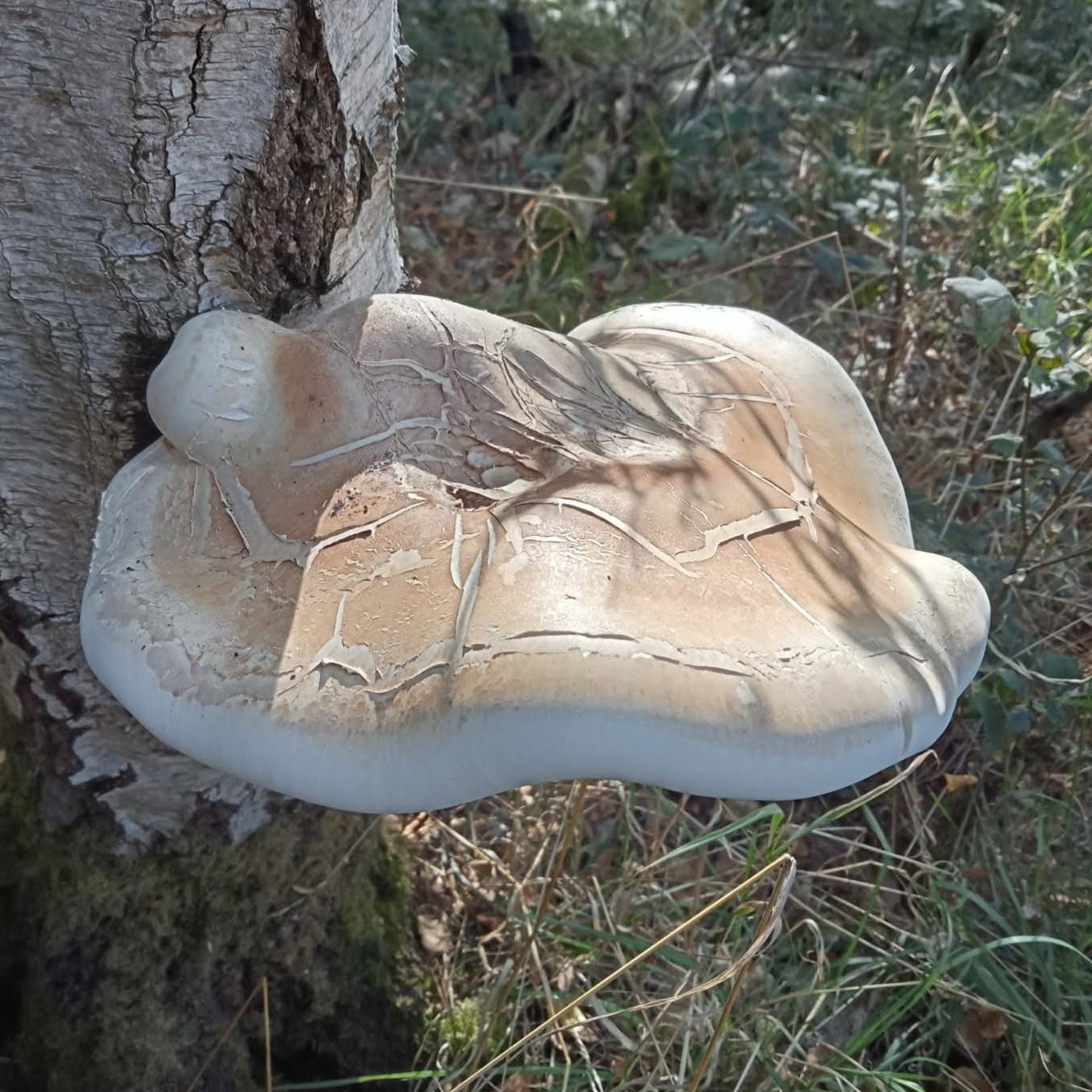 fomitopsis betulina liquid culture from Jurassic coast mushrooms 
