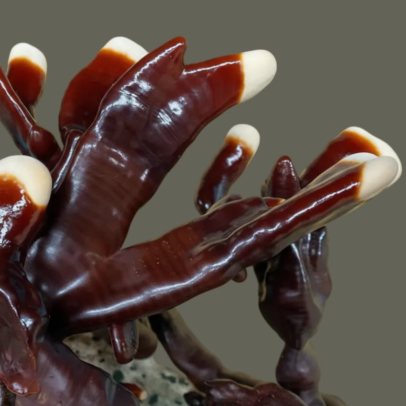 Ganoderma carnsoum liquid culture from Jurassic coast mushrooms