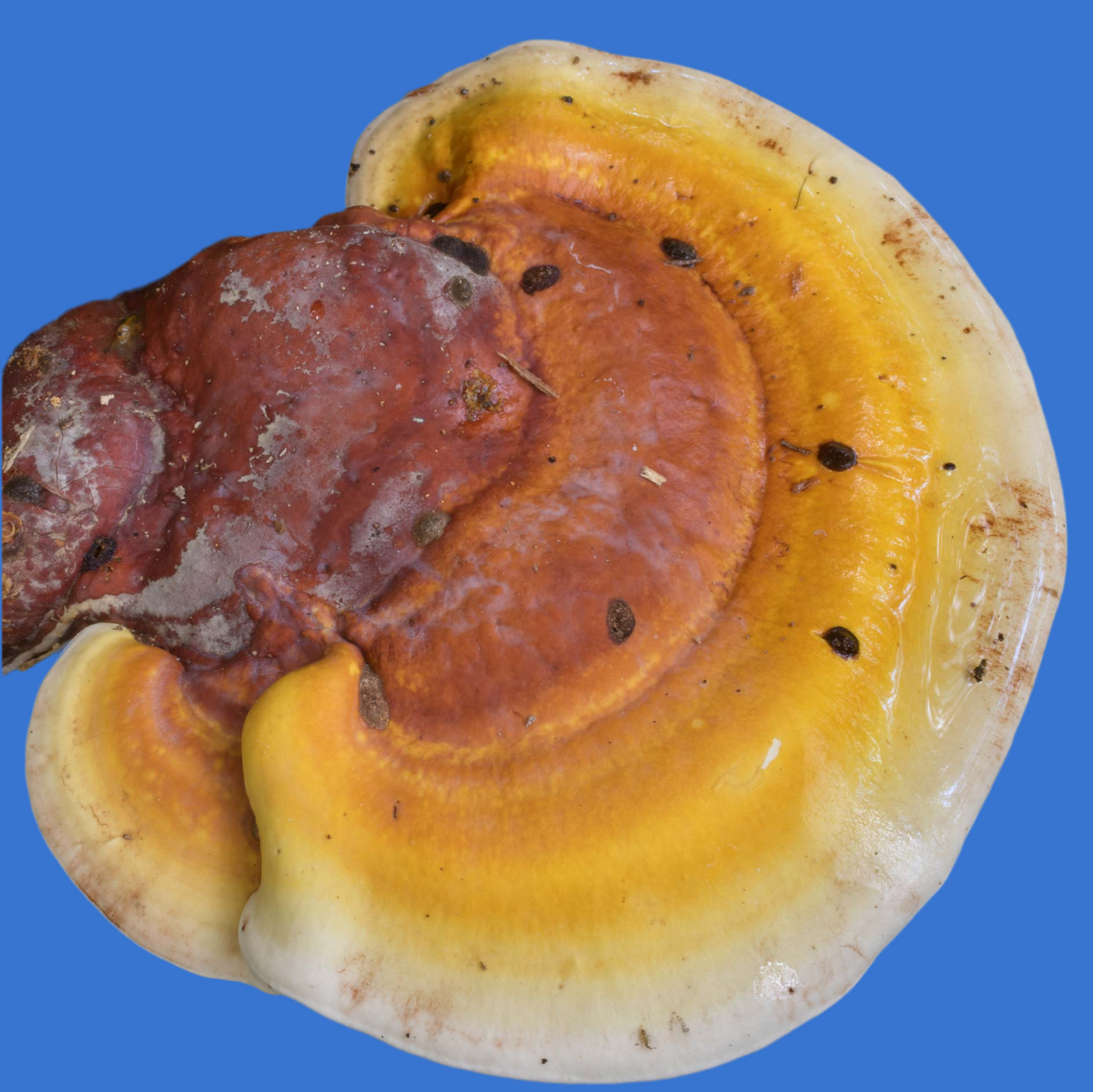 ganoderma curtsii liquid culture from Jurassic coast mushrooms 