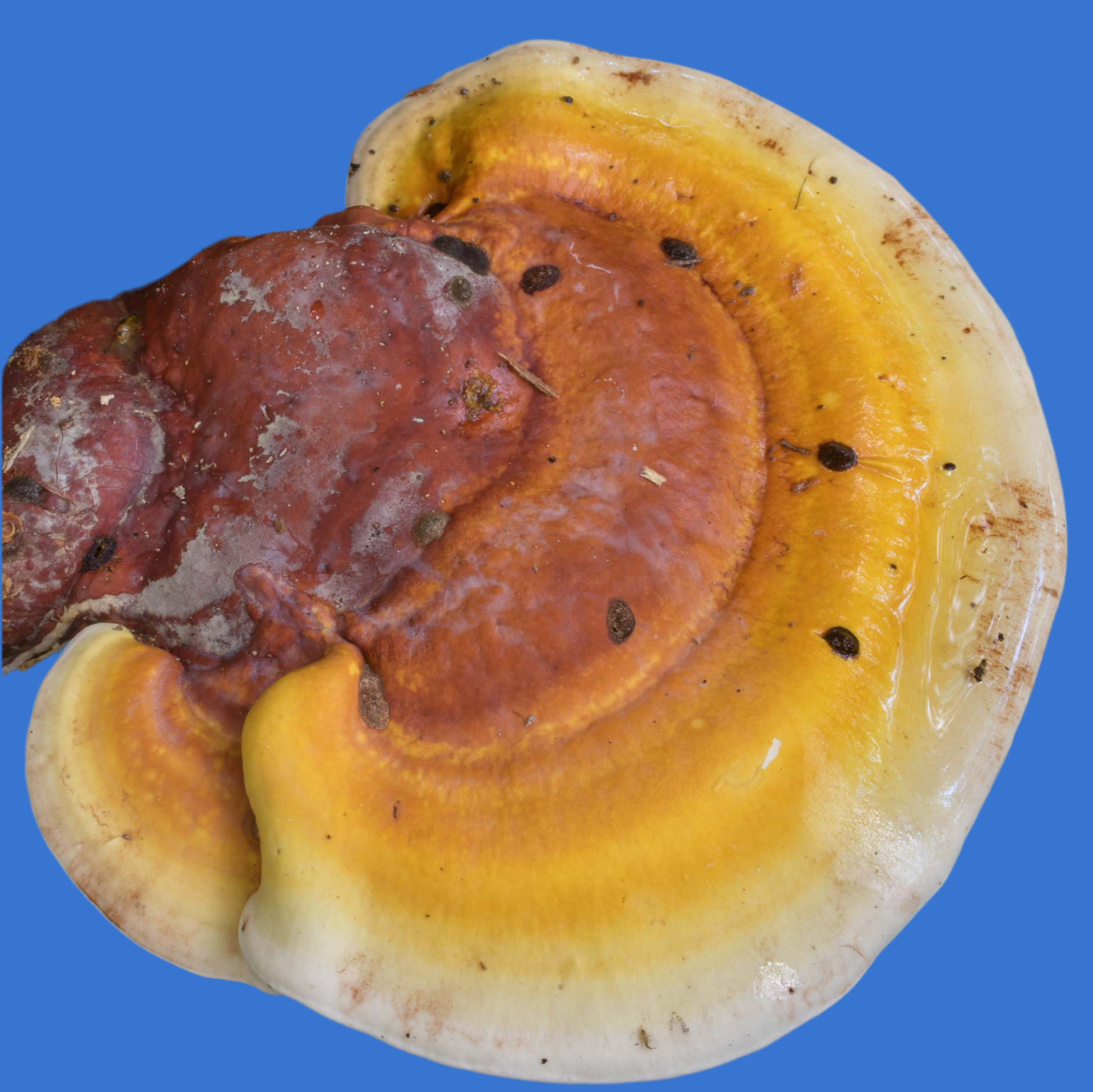 ganoderma curtsii liquid culture from Jurassic coast mushrooms 